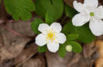 Eastern false rue anemone